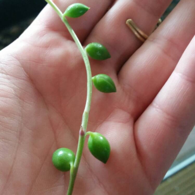 Plant image Senecio 'Radicans'