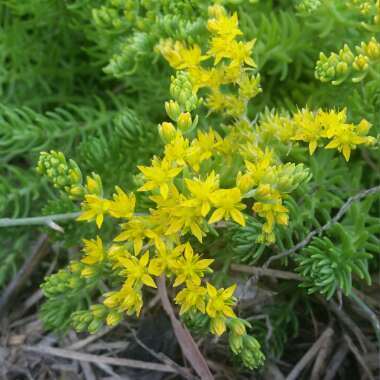 Sedum Rupestre Angelina