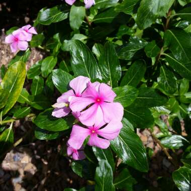 Catharanthus roseus syn. Vinca rosea