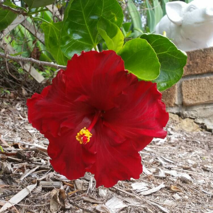 Plant image Hibiscus moscheutos 'Lord Baltimore'