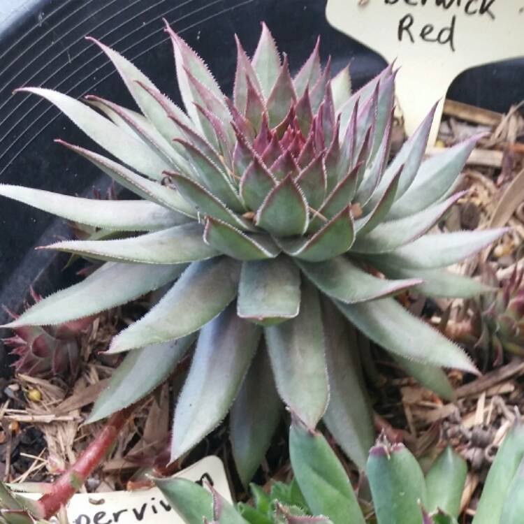 Plant image Sempervivum Berwick Red