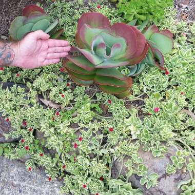 Kalanchoe luciae 'Flapjack'