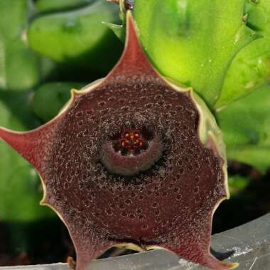 Stapelia