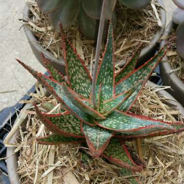 Aloe hybrid 'Pink Blush'