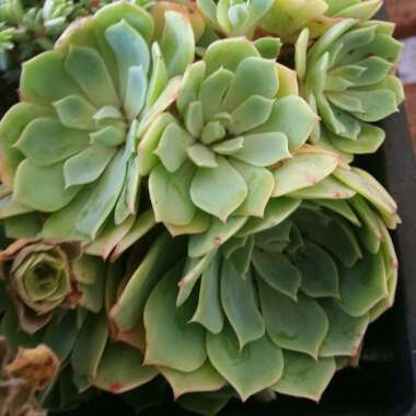 xSedeveria Green Rose