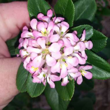 Escallonia 'Pink Elle'