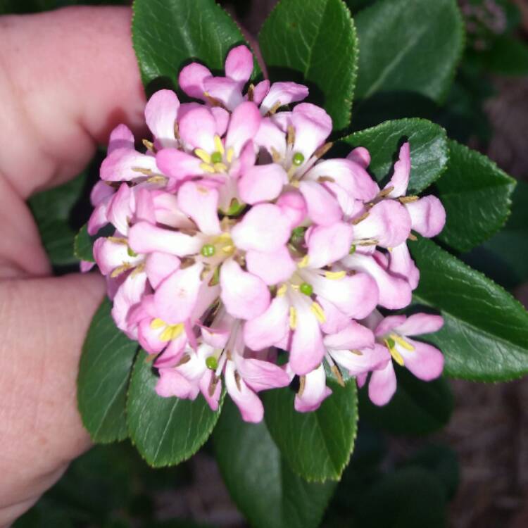 Plant image Escallonia 'Pink Elle'