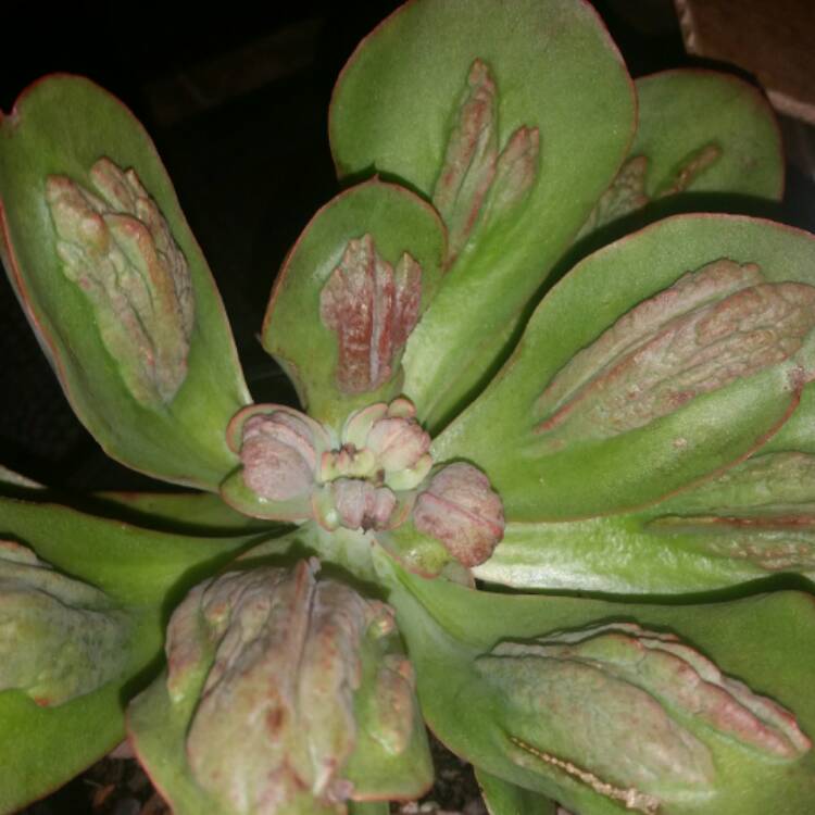 Plant image Echeveria Baron Bold