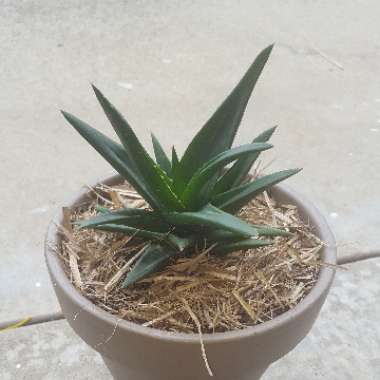 Aloe 'Black Gem'