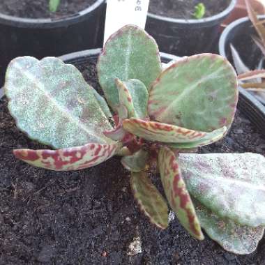 Kalanchoe Humilis