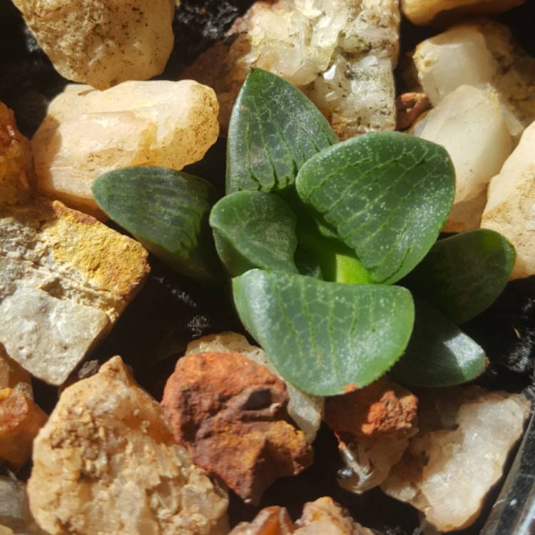 Plant image Haworthia emelyae var. comptoniana