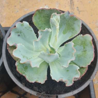 Echeveria Curly Locks