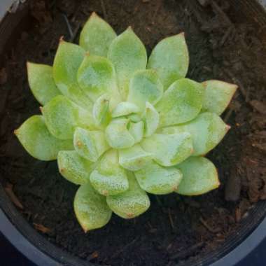 Echeveria Chihuahuaensis