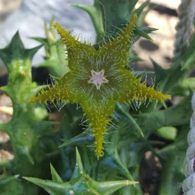 Stapelia dummeri syn. orbea dummeri