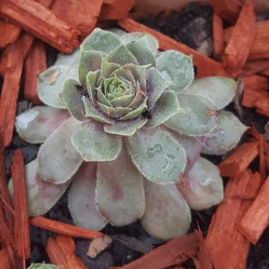 Sempervivum Firebird