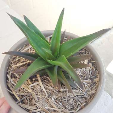 Aloe 'Black Gem'