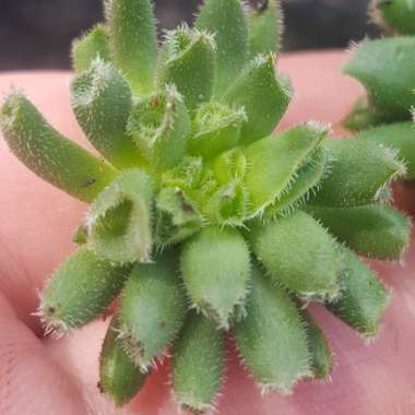 Sempervivum Tectorum Oddity