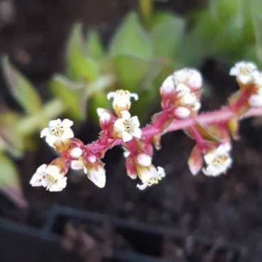 Crassula tabularis