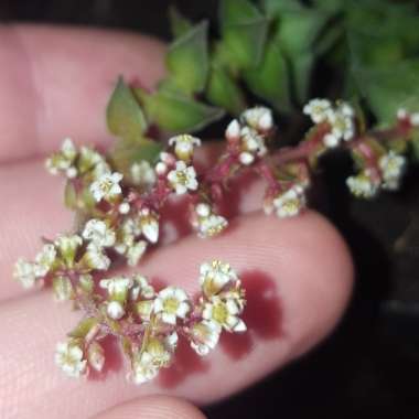 Crassula tabularis