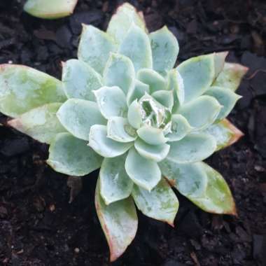 Echeveria Violet Queen