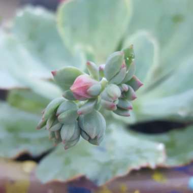 Echeveria Curly Locks