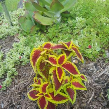 Plectranthus scutellarioides 'Rainbow Mix'