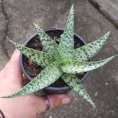 Aloe 'White Fox'