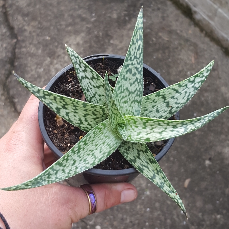 Plant image Aloe 'White Fox'