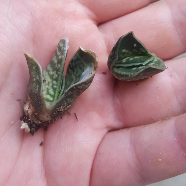 Plant image Gasteria Silver Toad