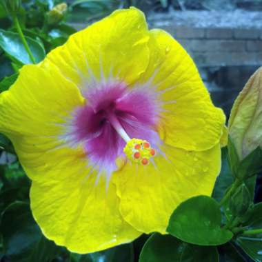 Hibiscus Rosa-sinensis 'Lemon Delight'