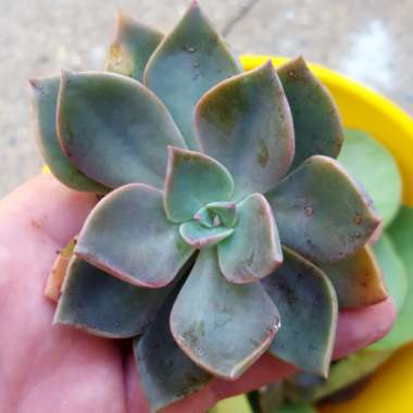 xGraptoveria Douglas Huth