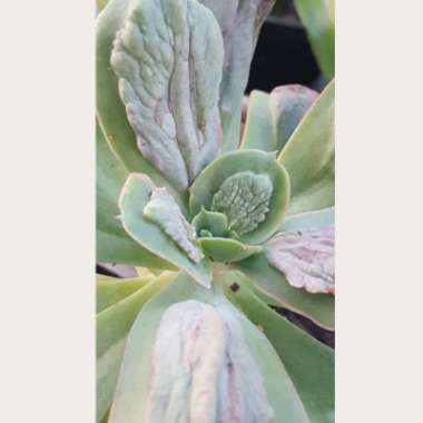 Echeveria Baron Bold