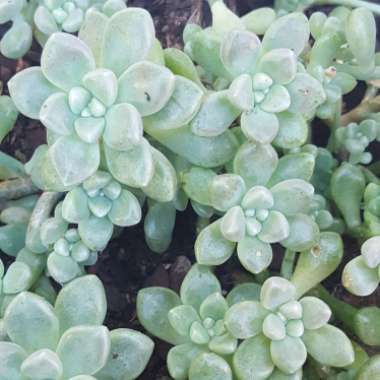 Graptopetalum Mendozae