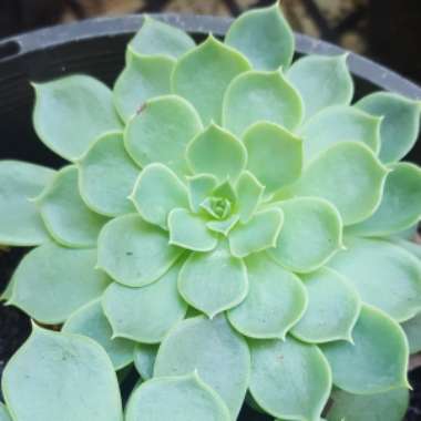 Echeveria Secunda