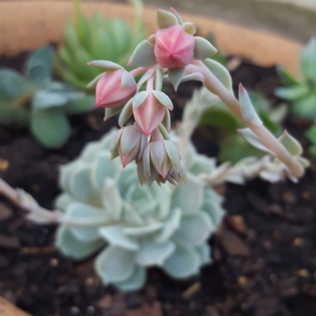 Plant image Echeveria Dondo