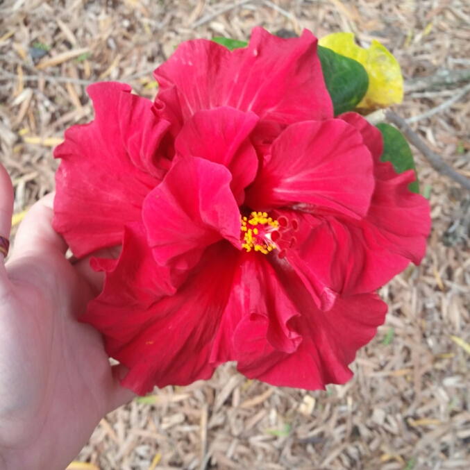 Plant image Hibiscus rosa-sinensis 'Red Giant'