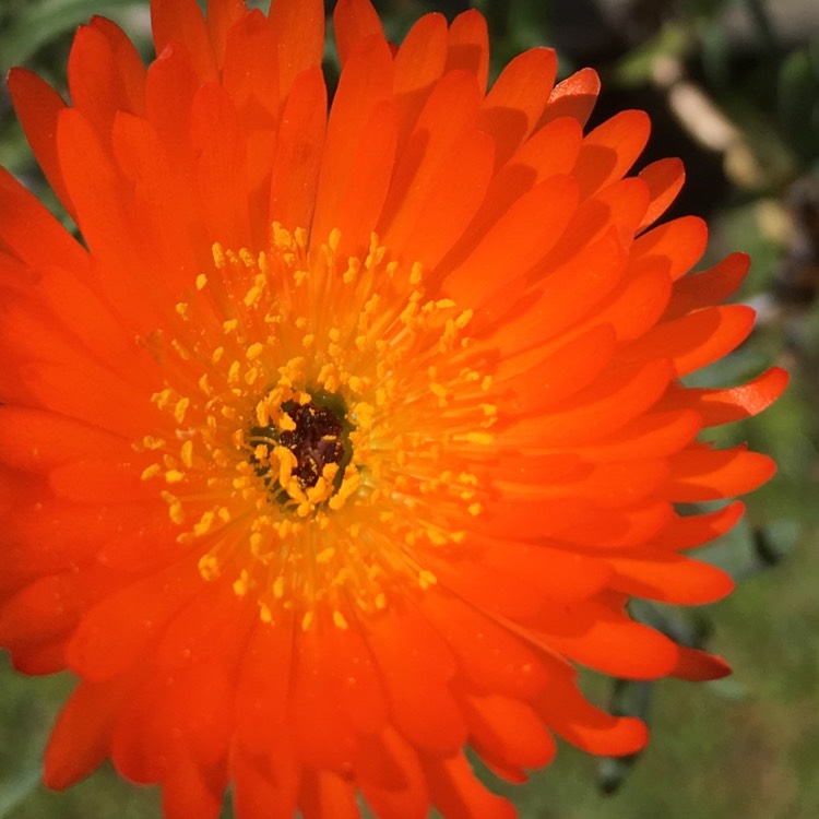 Plant image Lampranthus aurantiacus