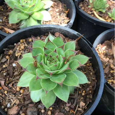 Sempervivum Tectorum Sunset