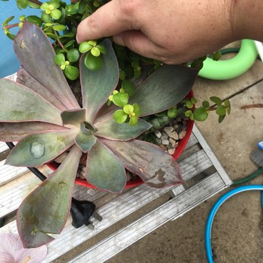 Echeveria 'Afterglow'