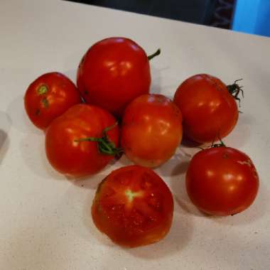 Tomato