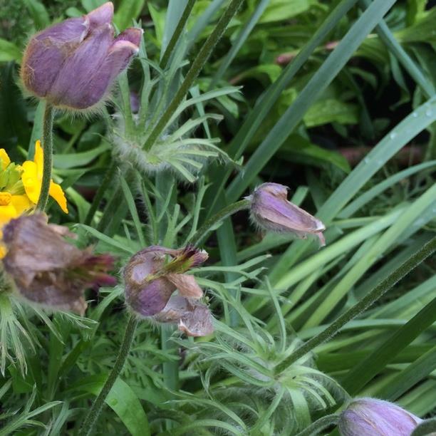 Pasqueflower