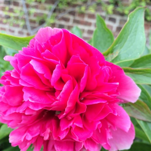 Peony 'Rubra Plena' (Herbaceous)