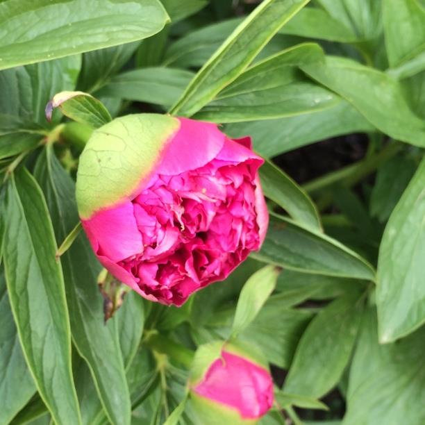 Peony 'Rubra Plena' (Herbaceous)