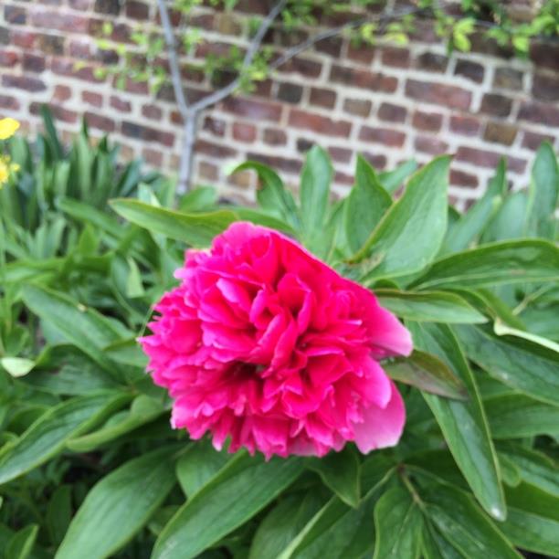 Peony 'Rubra Plena' (Herbaceous)