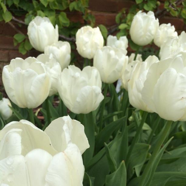 Tulip 'White Parrot' (Parrot)