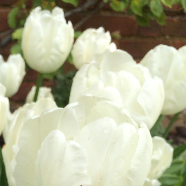 Tulip 'White Parrot' (Parrot)