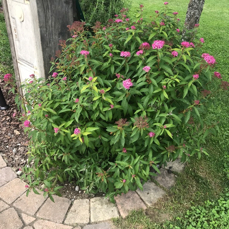 Plant image Spiraea japonica 'Anthony Waterer'