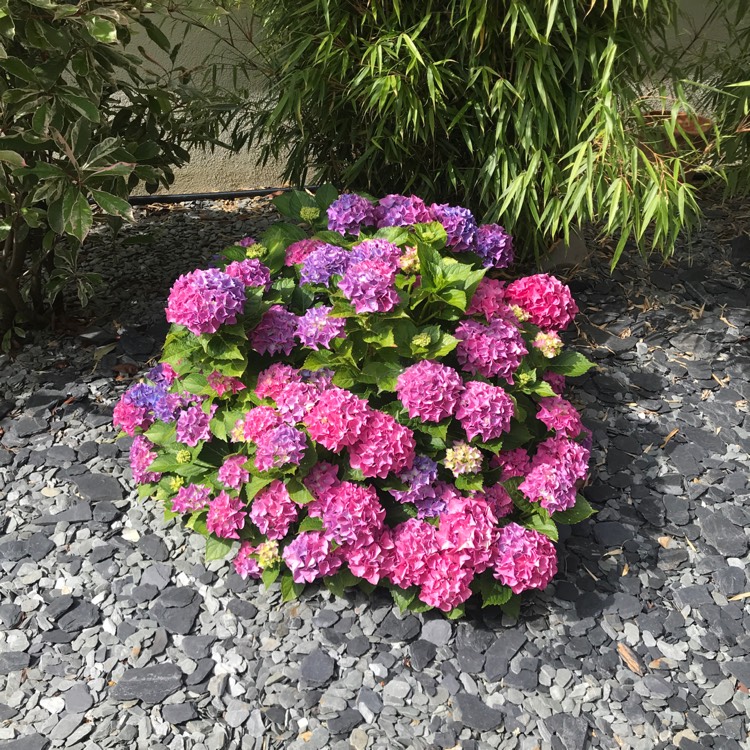 Plant image Hydrangea paniculata 'Wim's Red'