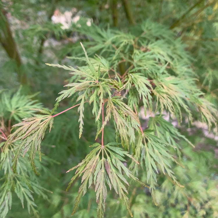 Plant image Acer palmatum 'Seiryu' (Dissectum Group) syn. Acer palmatum var. dissectum 'Seiryu'