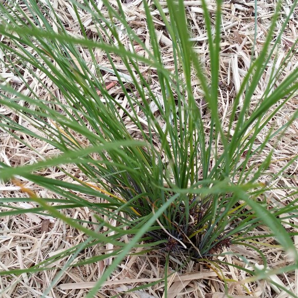 Lomandra Confertifolia